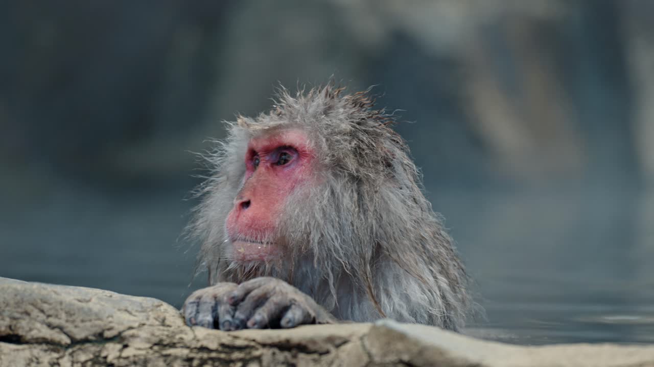 A cute Japanese snow monkey enjoys the warmth of a foggy onsen, surrounded by a snowy landscape in the iconic Jigokudani valley.