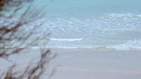 Gentle waves roll onto the shore, framed by coastal vegetation, capturing the serene beauty of Great Ocean Road, Australia
