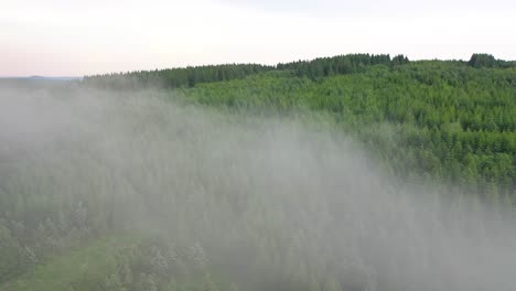 aerial view over a green forest, beautiful low hanging cloudscape over the green trees below