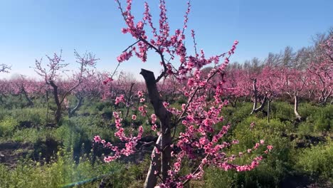 Blossoming-peach-tree-branches