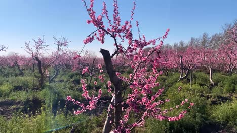 blossoming peach tree branches