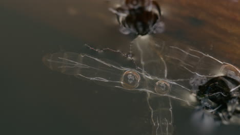 macro exuvia flotante de mosquito chironomidae en el agua