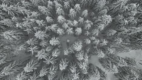 birdseye view of frosty trees in winter landscape