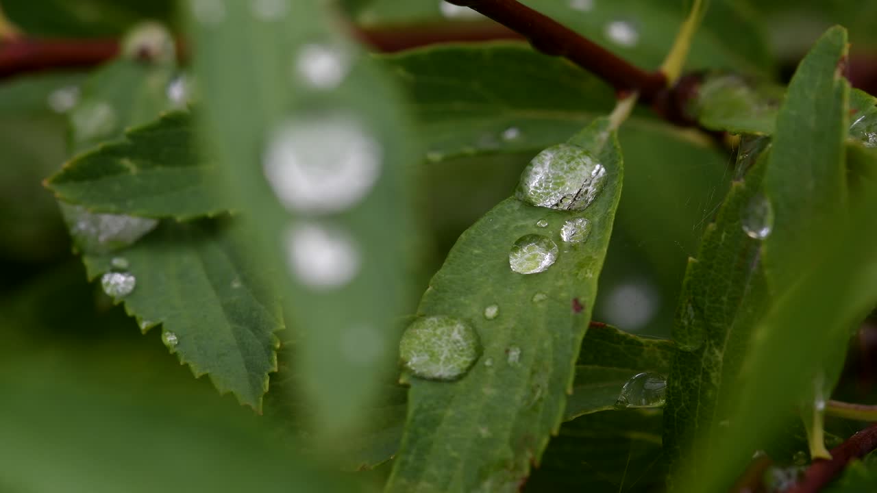 Large Beautiful Drops Of Transparent Rain Water On The Green Foliage -closeup shot