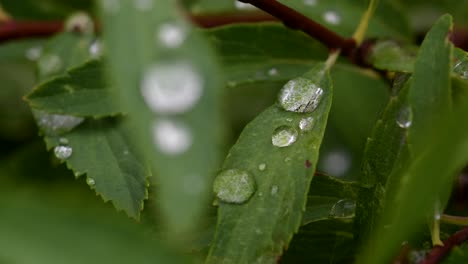 large beautiful drops of transparent rain water on the green foliage -closeup shot