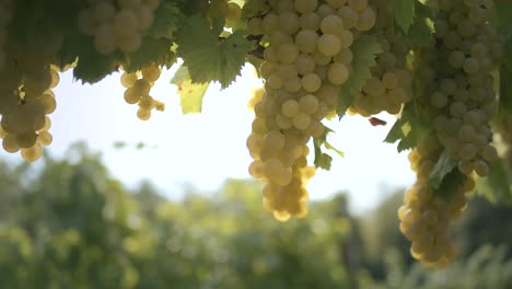 cinematic grapes at summer