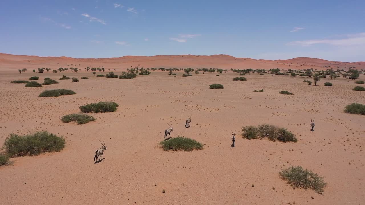 An aerial view of antelopes moving through Namibia's desert on a bright day