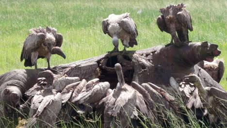 white backed vultures feeding on the flesh of a dead hippopotamus on the savannah in botswana on a hot sunny day - closeup shot