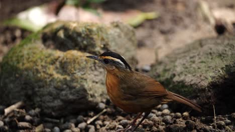 pájaro javan de cabeza negra o de cejas rufias de pie en el suelo