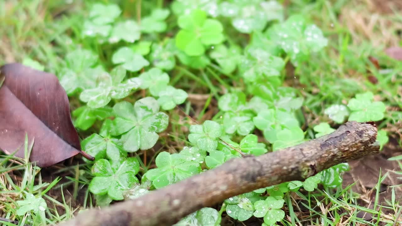A stick rests on lush green ground cover beside a brown fallen leaf.