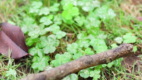 a stick rests on lush green ground cover beside a brown fallen leaf.