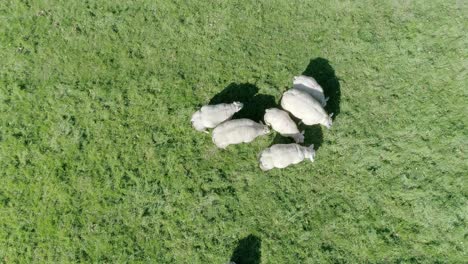 top down close up aerial tracking downward a few metres above a small herd of sheep grazing in an england countryside field