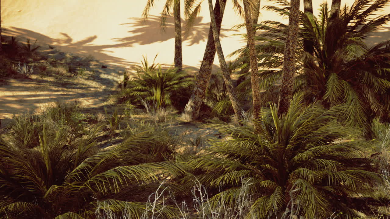 Lush tropical landscape with palm trees and vibrant greenery at sunset