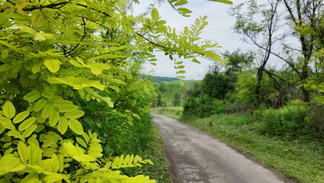 Gentle-Spring-Breeze-Moving-Acacia-Branch