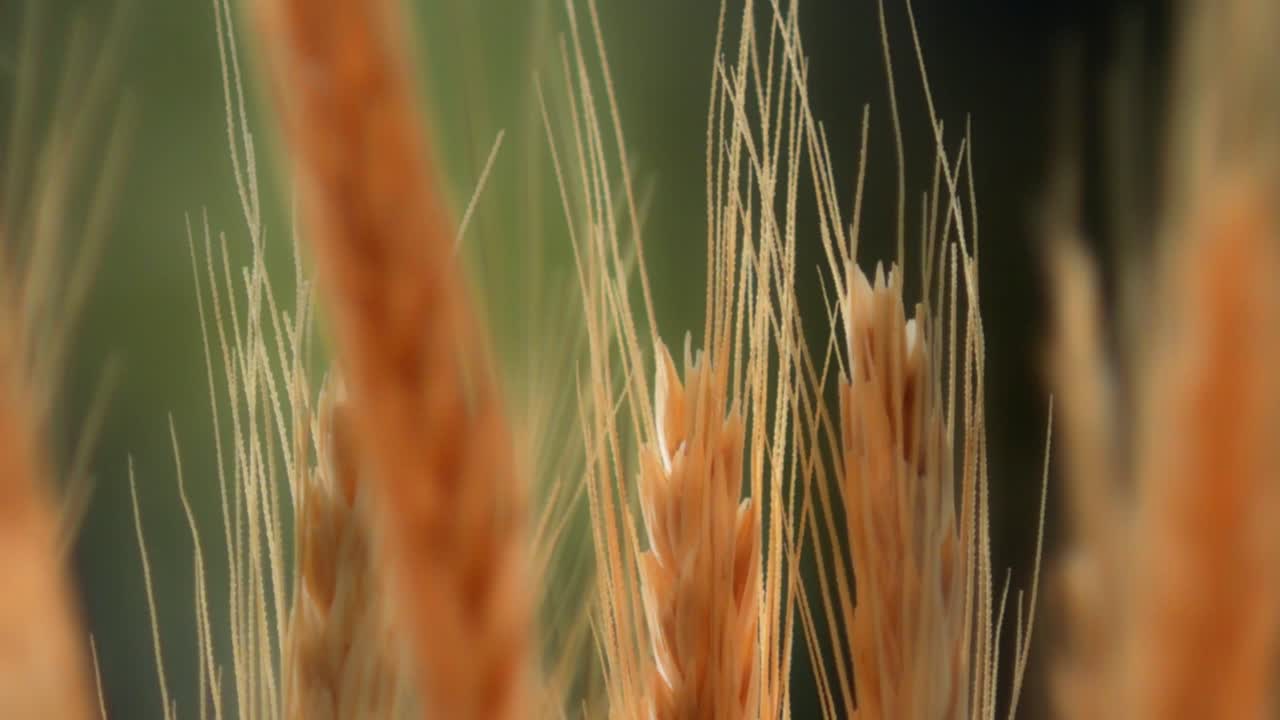 밀밭, 황금 밀의 귀를 닫습니다