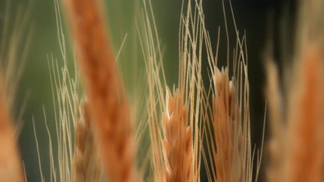 wheat field, ears of golden wheat close up