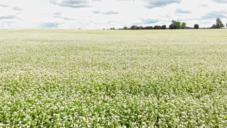 Low-altitude-flight-over-buckwheat-field-in-Borowy-Młyn-in-Kashubia,-Pomeranian-Voivodeship,-Poland