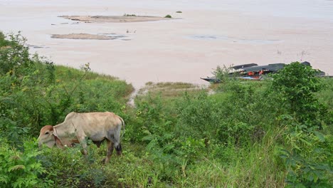 touring boats moored at the bank of mekong river covered by tall grass, thailand side