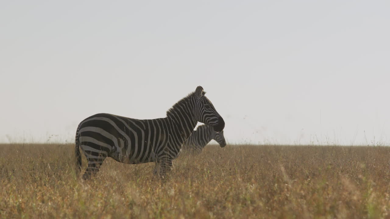Steppezebra udviser opmærksom stilhed