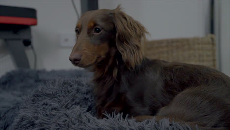 Lindo-Cachorro-Dachshund-Sentado-En-Su-Cama-Antes-De-Irse