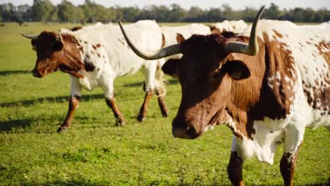 Kamerafahrt-In-Zeitlupe-Einer-Herde-Von-Kühen-Mit-Braunen-Hörnern,-Die-Durch-Ein-Feld-Laufen