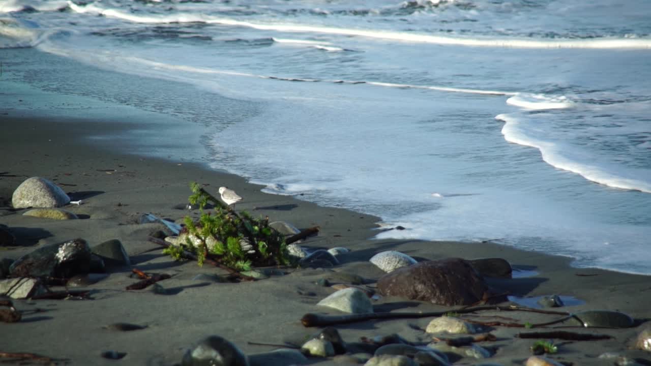 Lone sanderling (Calidris alba) walking up to the edge of breaking waves looking for food, slow motion