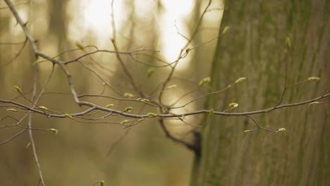 green buds growing on the small branches of a tree in poland - selective focus - trucking shot