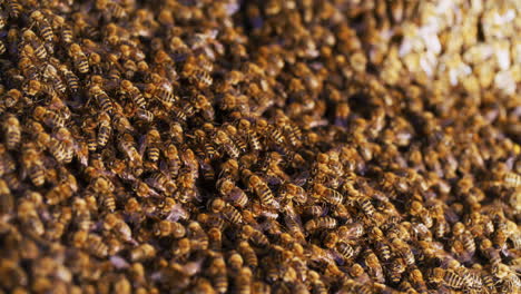 Un-Gran-Número-De-Abejas-Entran-En-La-Colmena.