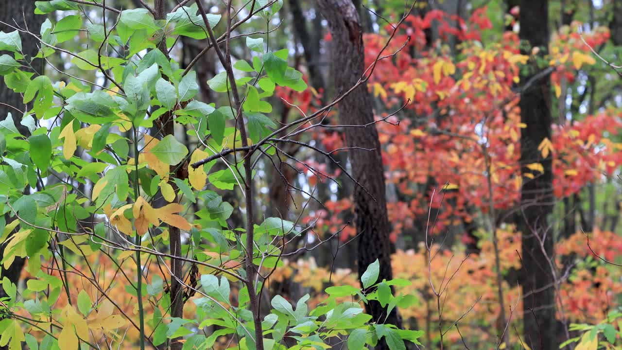 나뭇잎과 나무를 통해 바람