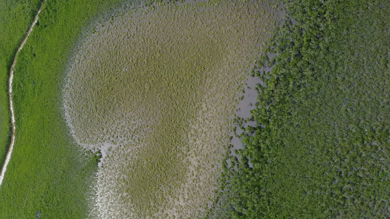 el famoso corazón de voh en los manglares de nueva caledonia