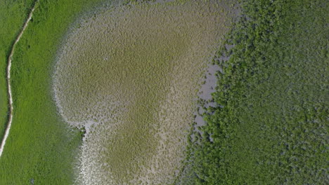 Famous-Heart-of-Voh-in-mangroves-of-New-Caledonia