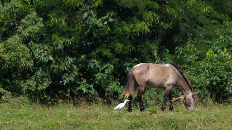 Una-Garceta-Aprovechando-Los-Insectos-Expuestos-Por-El-Caballo-Mientras-Se-Alimenta,-Muak-Klek,-Tailandia