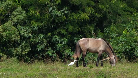 una garceta aprovechando los insectos expuestos por el caballo mientras se alimenta, muak klek, tailandia