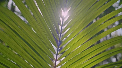 macro shot of sunlight shining through leaves in peaceful forest, africa