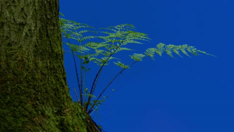 tree and fern forest foreground - bluescreen for compositing