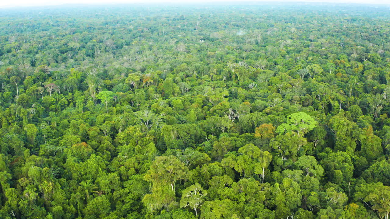 Stunning aerial view overlooking the endless jungle in Guyana