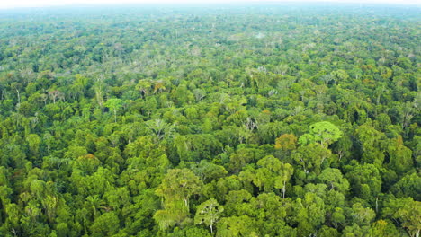 Impresionante-Vista-Aérea-Con-Vistas-A-La-Jungla-Interminable-En-Guyana