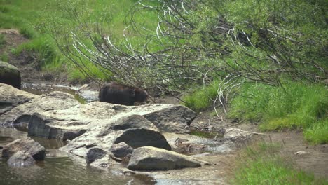 Oso-Negro-Camina-A-Lo-Largo-Del-Río-Rocoso,-Hierba-Verde-En-Busca-De-Comida-En-El-Parque-Nacional-De-Yosemite