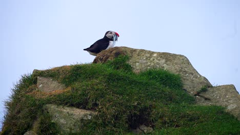 Cute-Puffin-over-a-rock-with-fish-in-its-peak-for-feeding-its-young