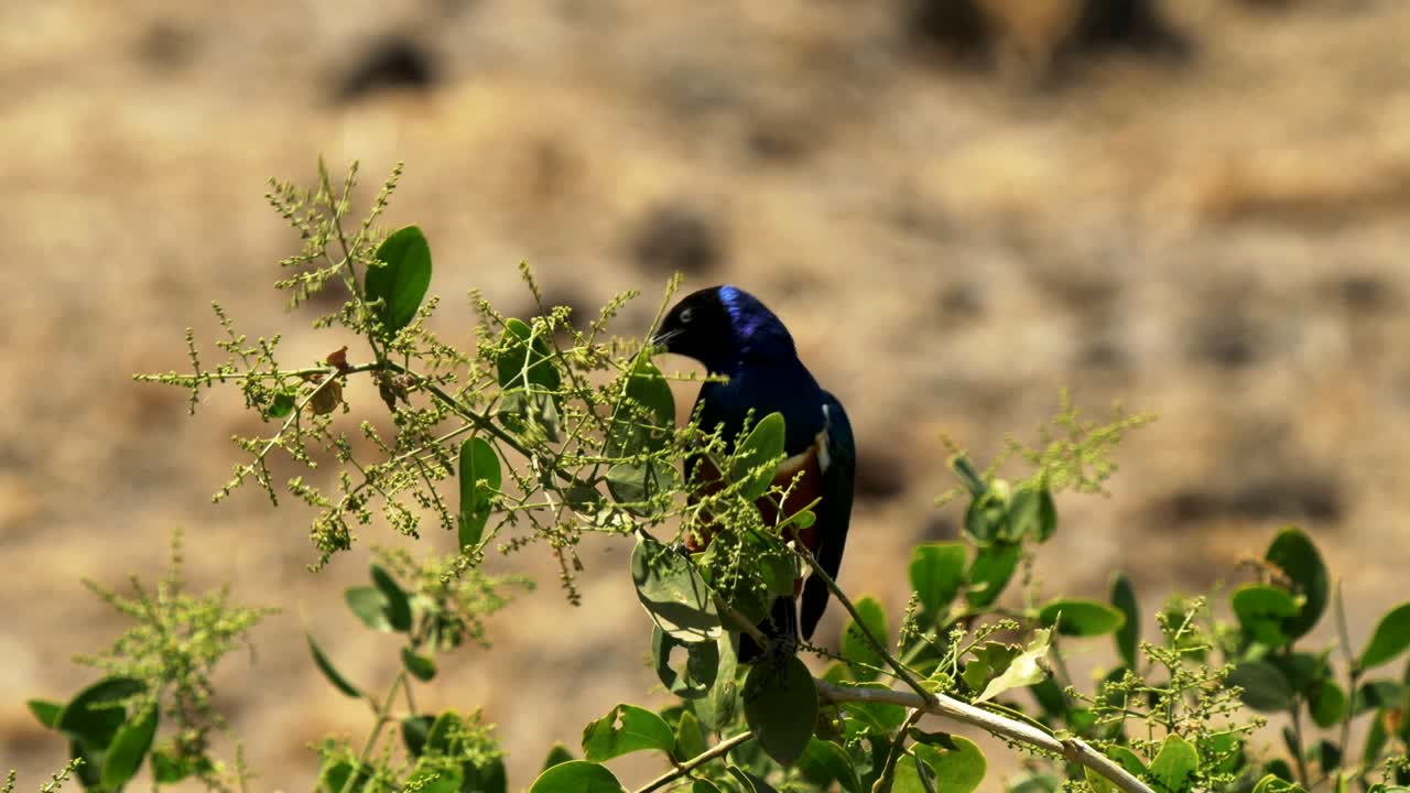 보델리 국립 공원 (amboseli national park) 에서 멋진 스터링 먹이를 먹는다.