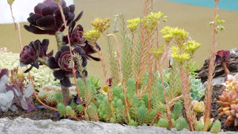 colourful succulents in a stylish log carved into a pot