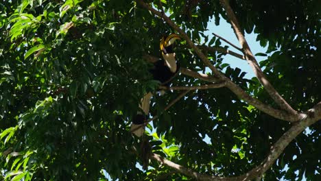 Bending-low-while-perching-on-a-branch,-Great-Hornbill-Buceros-bicornis