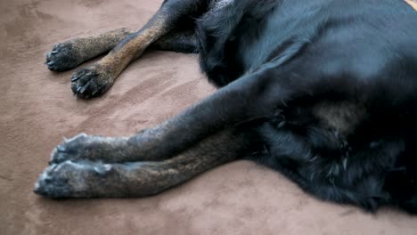 glimpse of the hind limbs and paws of a senior canine lying down on a carpet floor