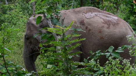 Los-Elefantes-Asiáticos-Son-Especies-En-Peligro-De-Extinción-Y-También-Son-Residentes-De-Tailandia