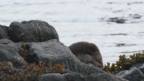 close up view of the head of a wild adult otter while eating