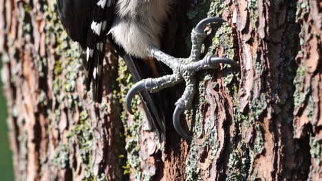 close-up of a woodpecker's foot gripping tree bark