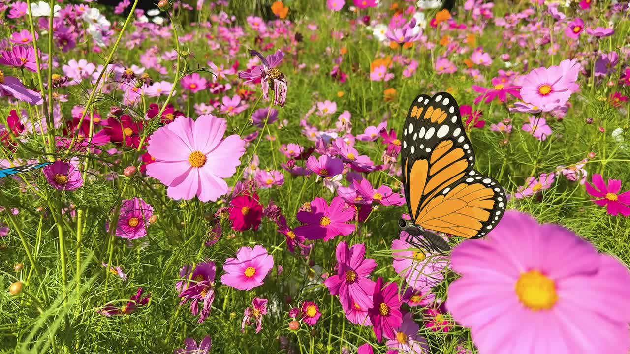 Colorful butterflies flutter through a lush meadow of pink and purple flowers, creating a serene and lively atmosphere