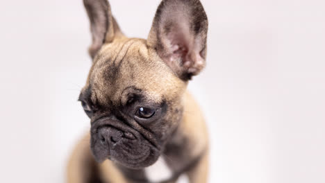 cute pet french bulldog puppy