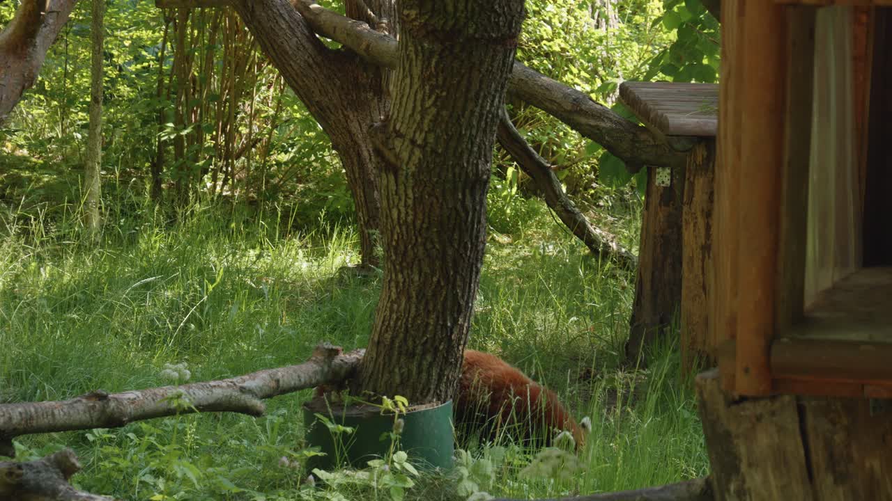 Red Panda Walking in it's enclosure In The Gdańsk Zoo - low angle shot