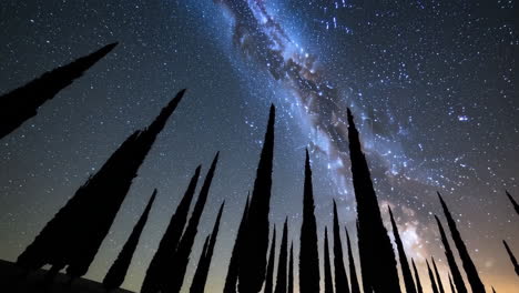 cypress trees under a milky way